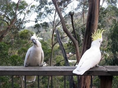 Cockatoos on a verandah in Victoria, Australia