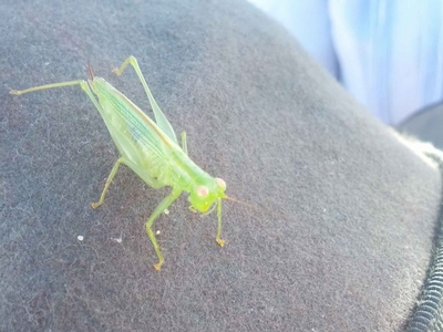 Grasshopper on an Akubra hat
