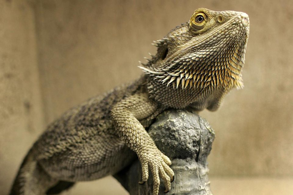 bearded-dragon